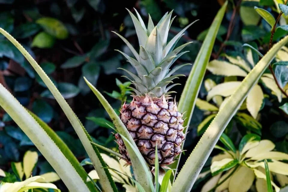 Sugarloaf Pineapple (Ananas cosmosus) - 1TC Plant Plug- 2-6 in- Edible Fruit!!! gallery