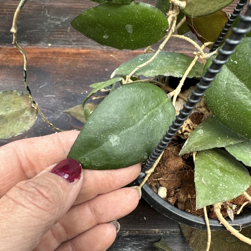 Uncommon Hoya Caudata ‘Sumatra’ - Exact Plant - 4” Hanging Pot -w-c gallery