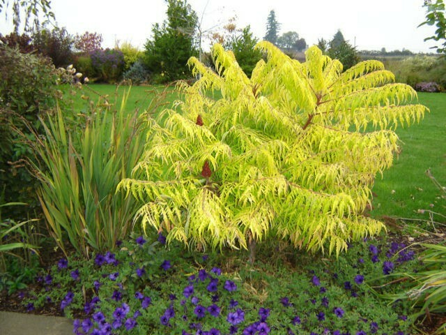 Tiger Eye Sumac 3 Gallon Potted Established Plant Cutleaf Sumac gallery