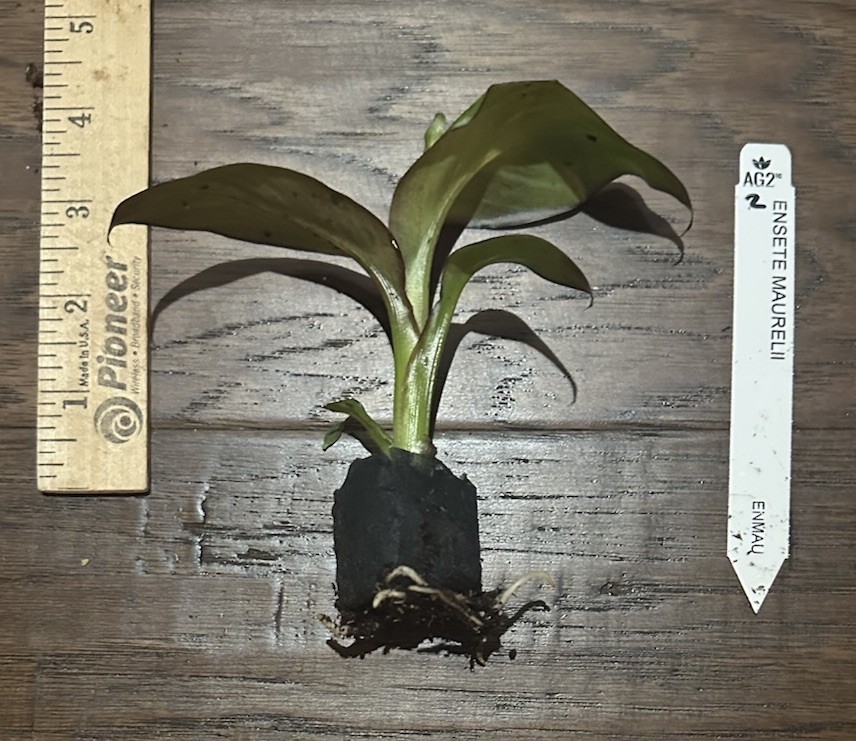 Red Abyssinian Banana (Ensete maurelii)-1 TC Plant Plug -3-6 in.-Edible Fruit!!! gallery