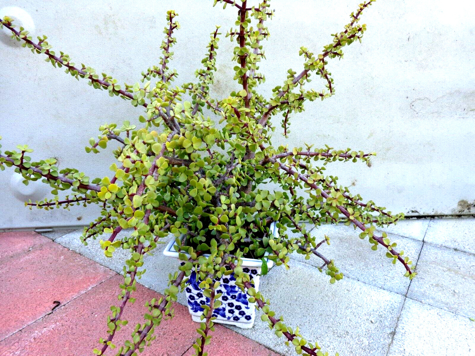 10 cuttings Green/Red stem elephant jade PORTUCALARIA AFFRA bonsai plant gallery