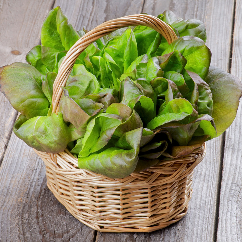 Fresh Crisp Bibb Butterhead Lettuce Seeds | Heirloom Non-GMO | Vegetable Seeds gallery