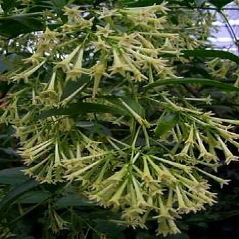 ~Night Blooming Jasmine~ Cestrum Nocturnum~ Live Plant~ Intensely Fragrant~ gallery