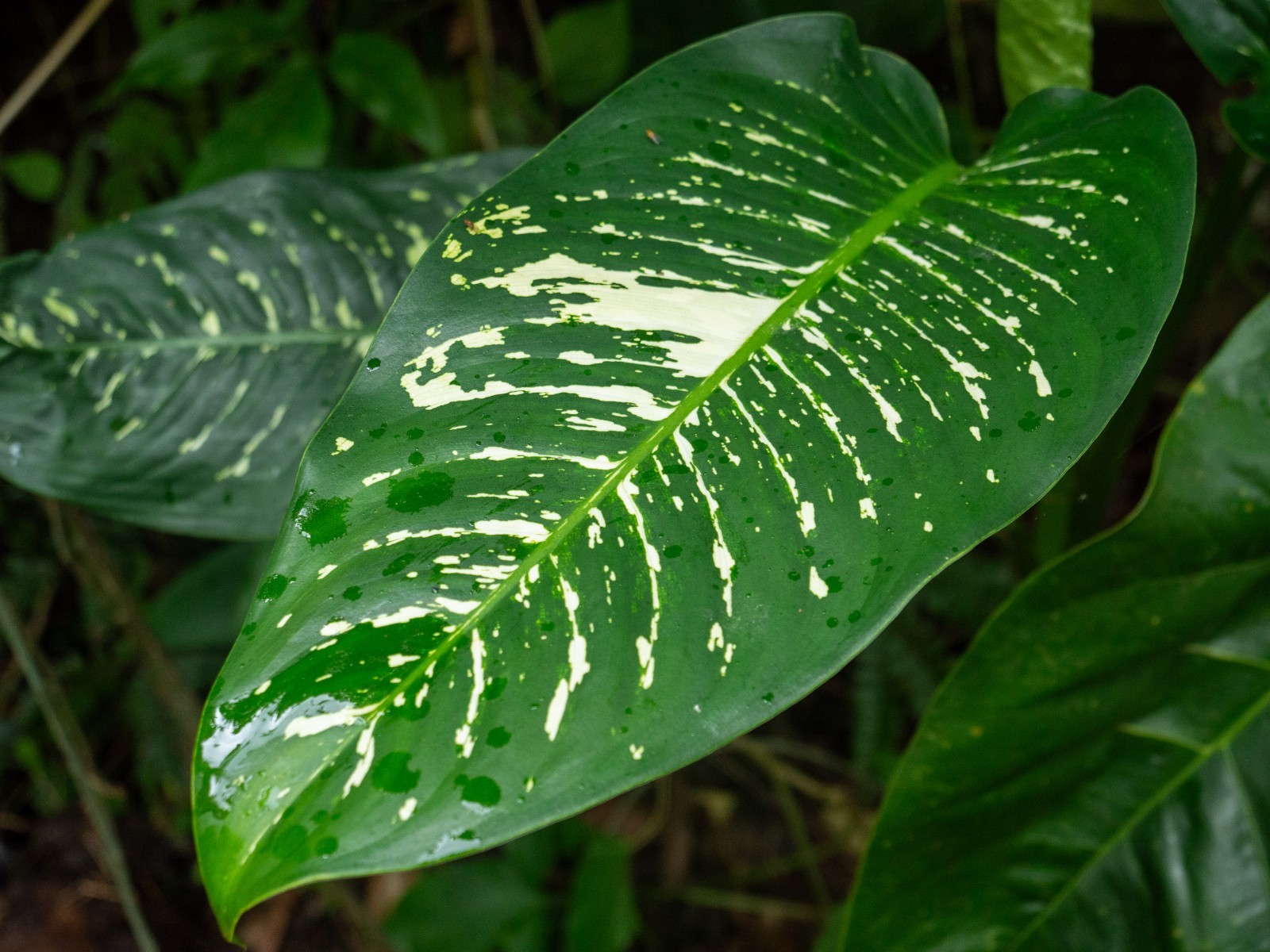 5 Dieffenbachia Dumb Cane Variegated Broadleaf Tropical Houseplant Cuttings gallery