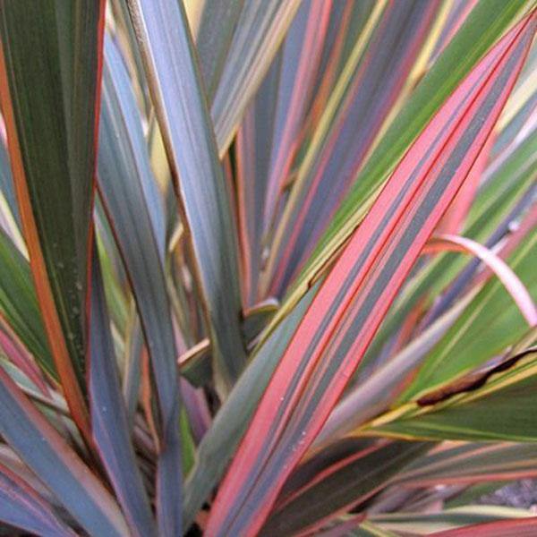 Phormium tenax | Rainbow Stripes | Flax | 20 Seeds gallery
