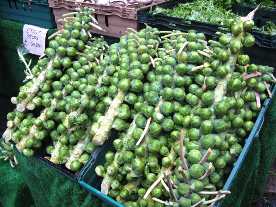 MULTI - HARVEST BRUSSEL SPROUT SEEDS * 200 SEEDS * HEAVY YIELDING * HEALTHFUL *