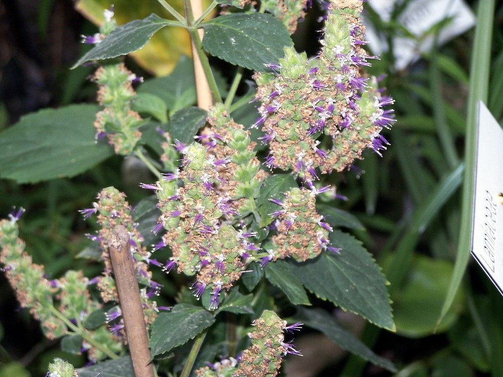 500 TRUE PATCHOULI Pogostemon Cablin Seeds Aromatic HIPPY Herb
