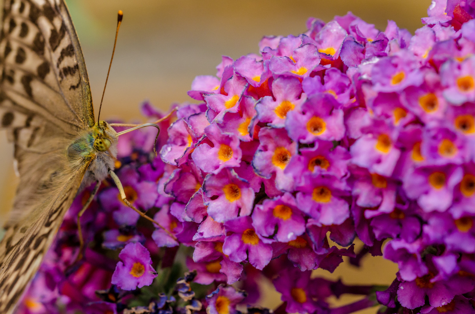 BUTTERFLY BUSH LAVENDER, 310 SEEDS, BUDDLEIA DAVIDII,*beautifully scented*HARDY gallery