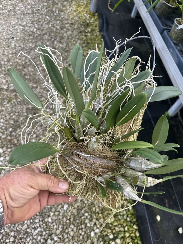 Dendrobium Aggregatum (lindleyi) Large Mounted Plant. WHOPPER gallery
