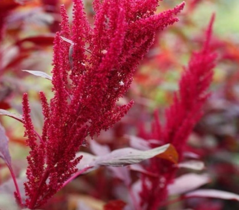 750+ Red Garnet Amaranth Seeds **Fresh Seeds** ~~Free Shipping~~ gallery