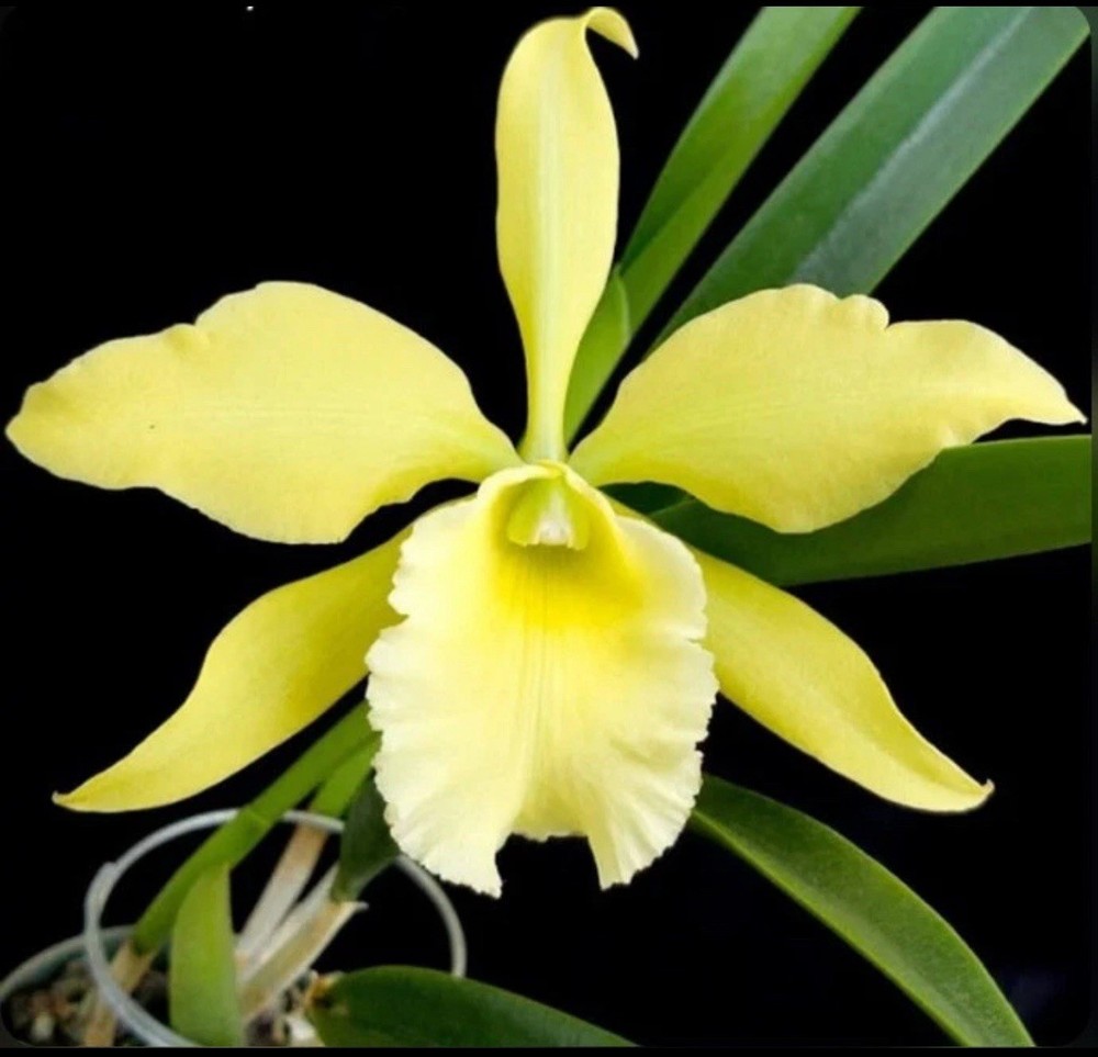 Rlc Everything Nice ‘Showtime’ Green White Fragrant Mericlone Orchid 2.5” Pot
