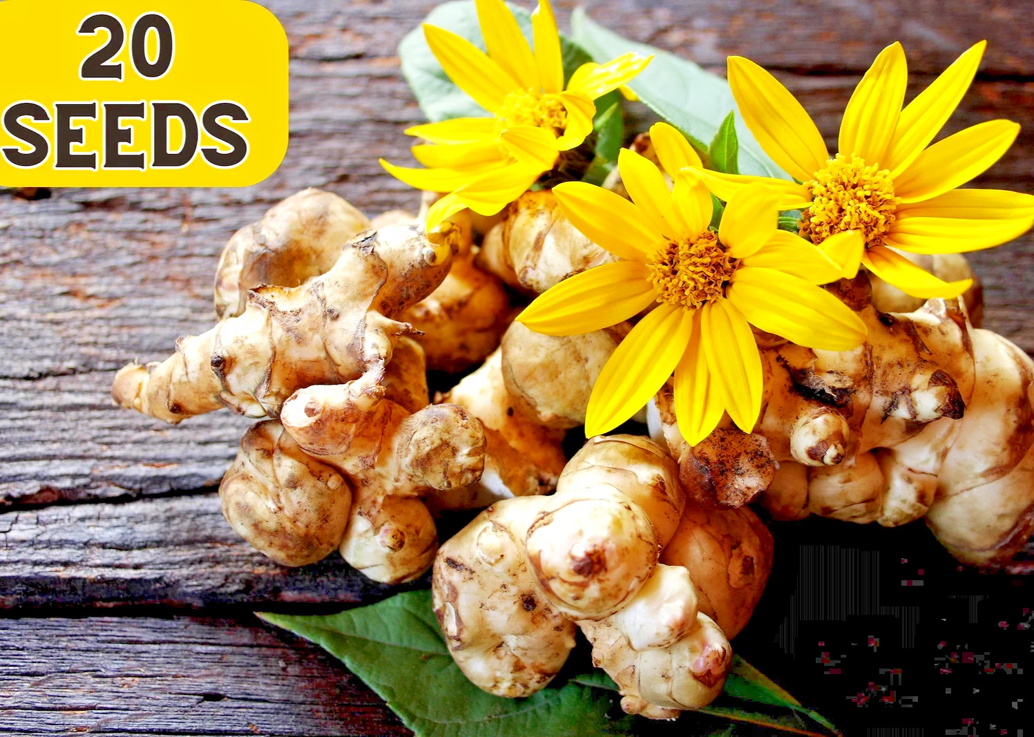 20Seeds JERUSALEM ARTICHOKE Sunchoke Sunroot Helianthus Tuberosus Yellow flower gallery