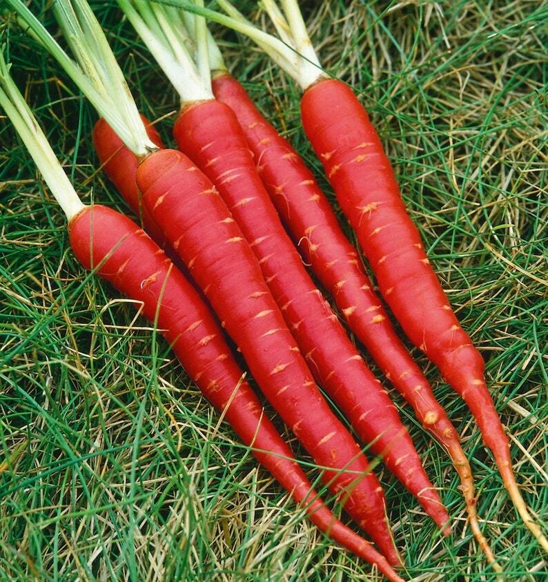 Atomic Red Carrot Seeds 150+ Vegetable Garden NON-GMO USA FREE SHIPPING gallery
