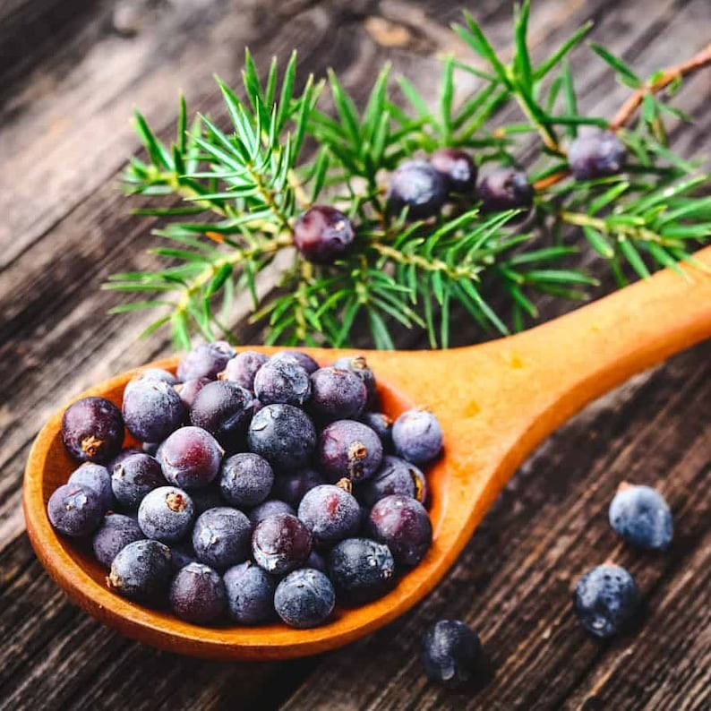 COMMON JUNIPER SEEDS (30) / Tree / Shrub / JUNIPER BERRY gallery
