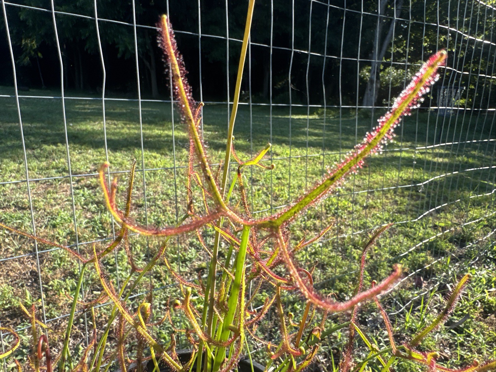 DROSERA MULTIFIDA/BINATA MIX. ESTABLISHED GALLON SIZE, EXTRA LARGE CLUMP gallery