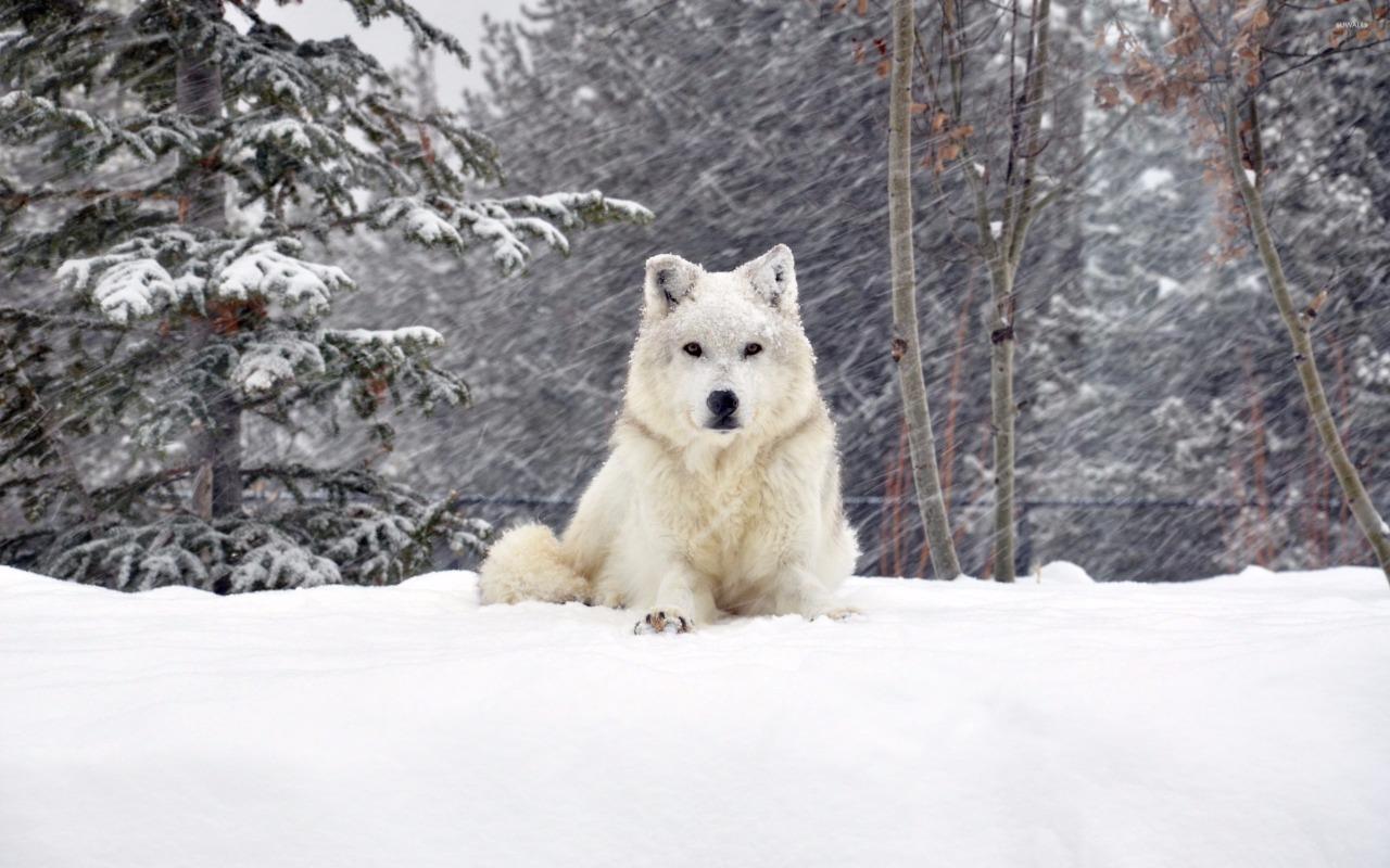 BEAUTIFUL WHITE WOLF GLOSSY POSTER PICTURE PHOTO snow wolves pack winter 2409 gallery