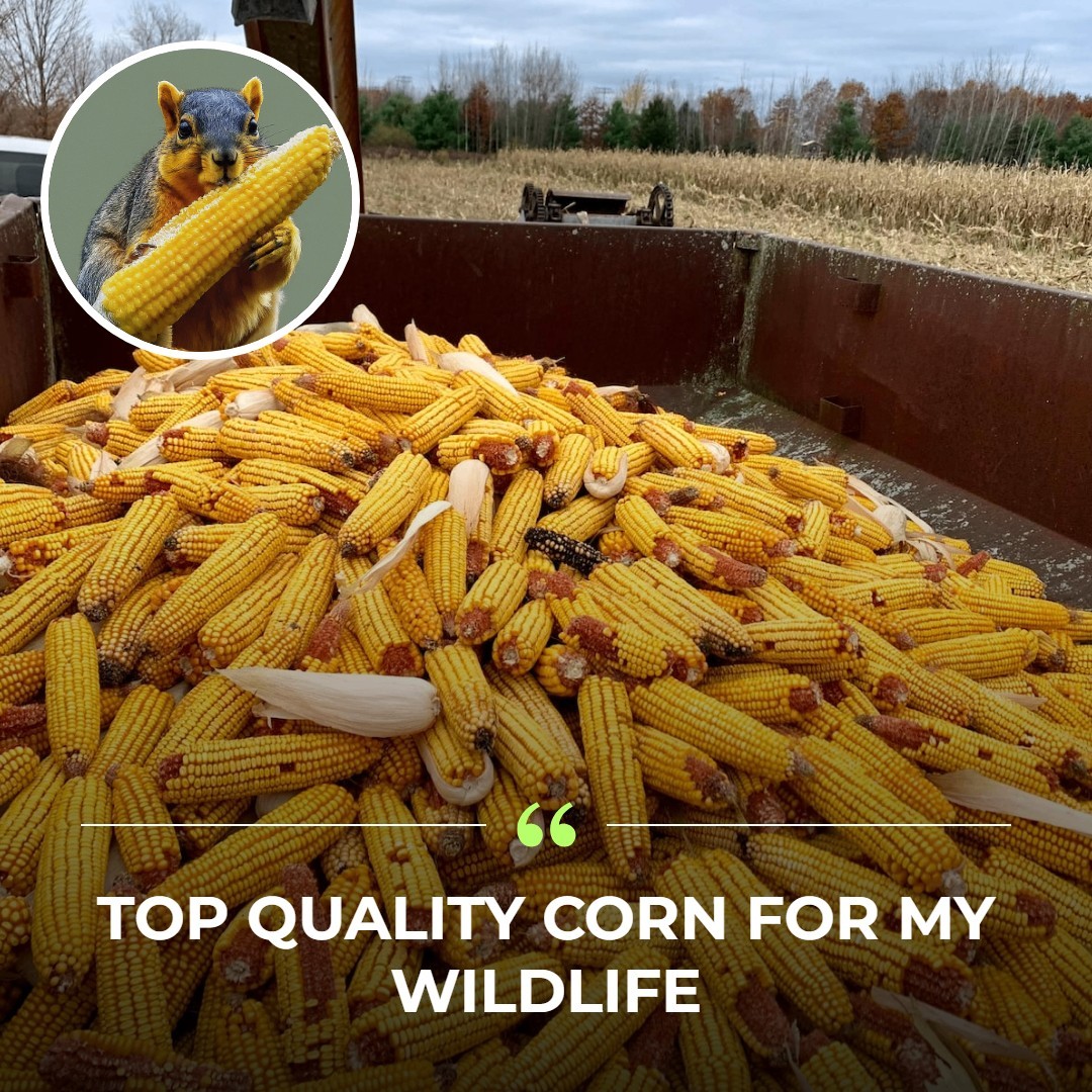 Corn on the Cob Squirrel, Bird, Rabbit, Feed 18 lb just harvested gallery