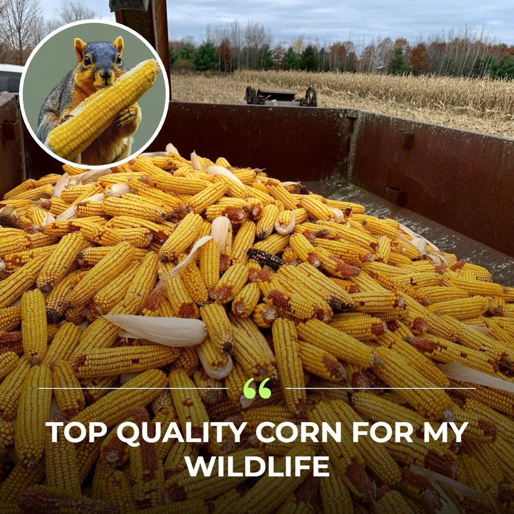 Corn on the Cob Squirrel, Bird, Rabbit, Feed 18 lb just harvested