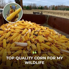 Corn on the Cob Squirrel, Bird, Rabbit, Feed 18 lb just harvested