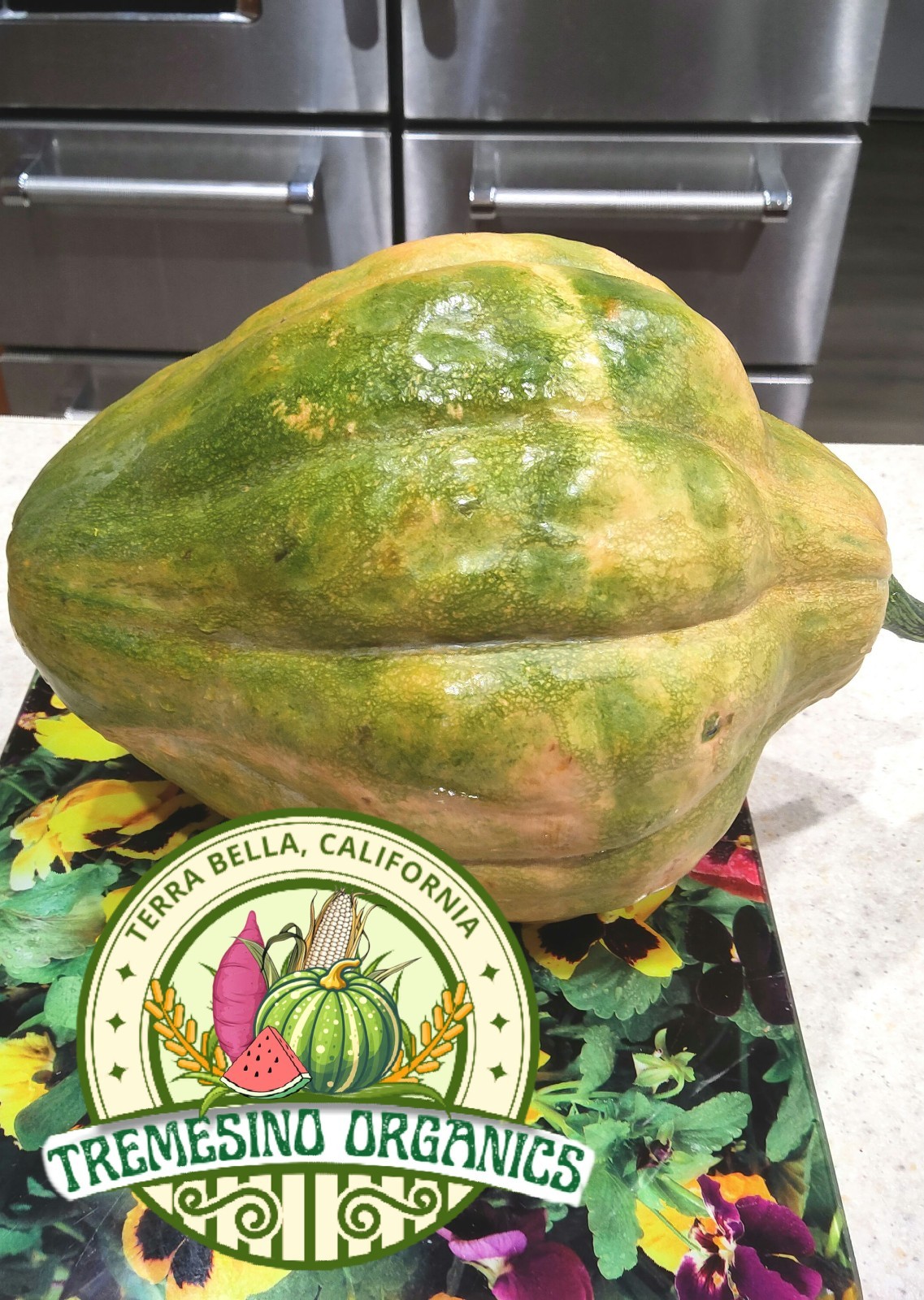 Organic Mexican Hardshell Squash 15 Seeds- Calabaza Mexicana, 15 Semillas gallery