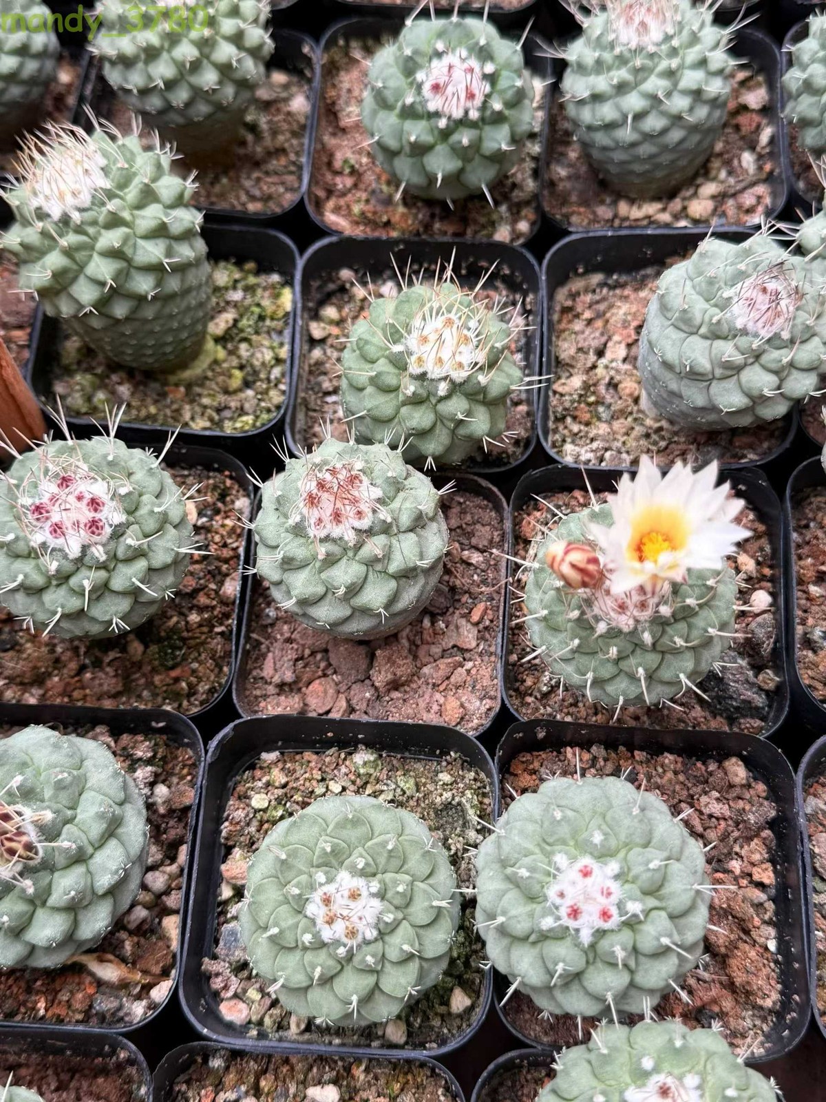 1PCS 3-4CM Strombocactus disciformis RareSucculent Plant Boutique Garden gallery