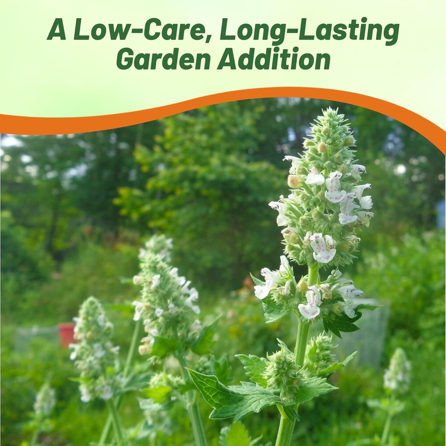 5000 Seeds Common Catmint Nepeta Cataria White Flowering Drought Resistant Herb gallery