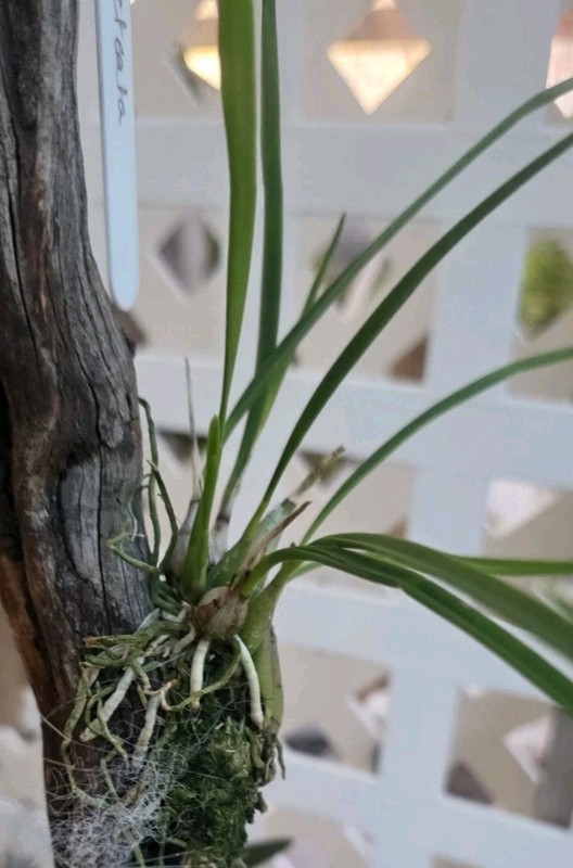 Encyclia bracteata bs established on driftwood gallery