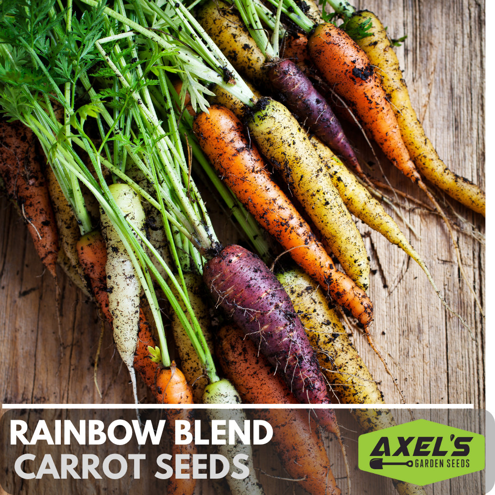 Heirloom Rainbow Carrot Seeds Vegetable Heirloom Non-GMO Seeds gallery