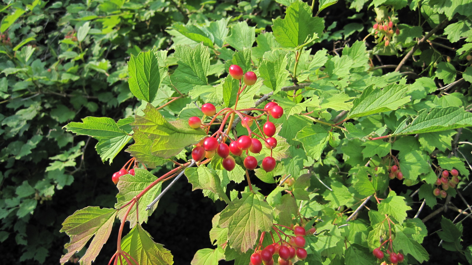 cranberry, AMERICAN HIGHBUSH, berries Viburnum trilobum, 30 SEEDS! GroCo USA gallery
