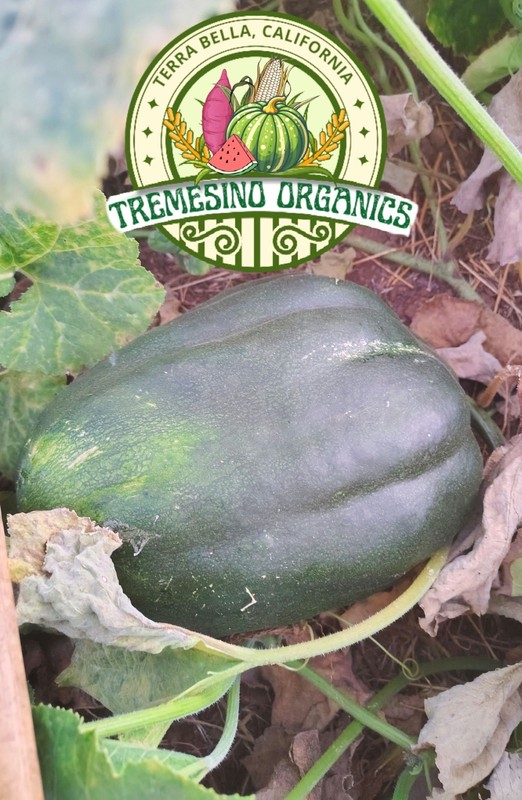 Organic Mexican Hardshell Squash 15 Seeds- Calabaza Mexicana, 15 Semillas gallery