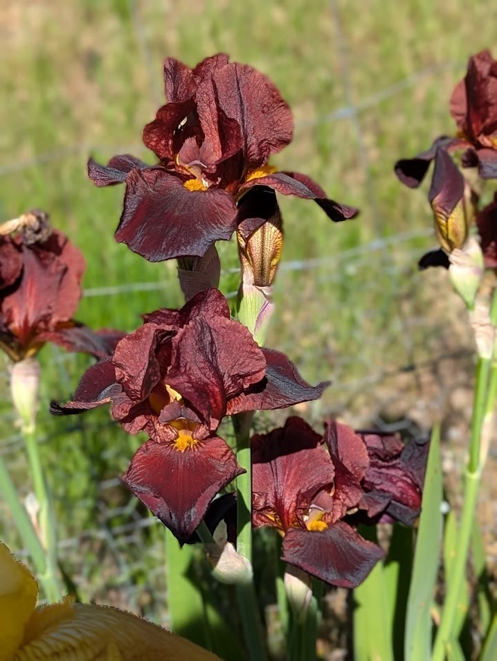 'Caliente' Tall Bearded Iris Rhizome PRE-SALE to Ship Aug/Sept gallery