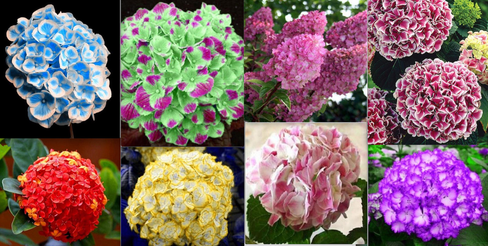 20 EXOTIC RARE HYDRANGEA SEEDS for garden bloom flower bed plant bush USA SELLER gallery