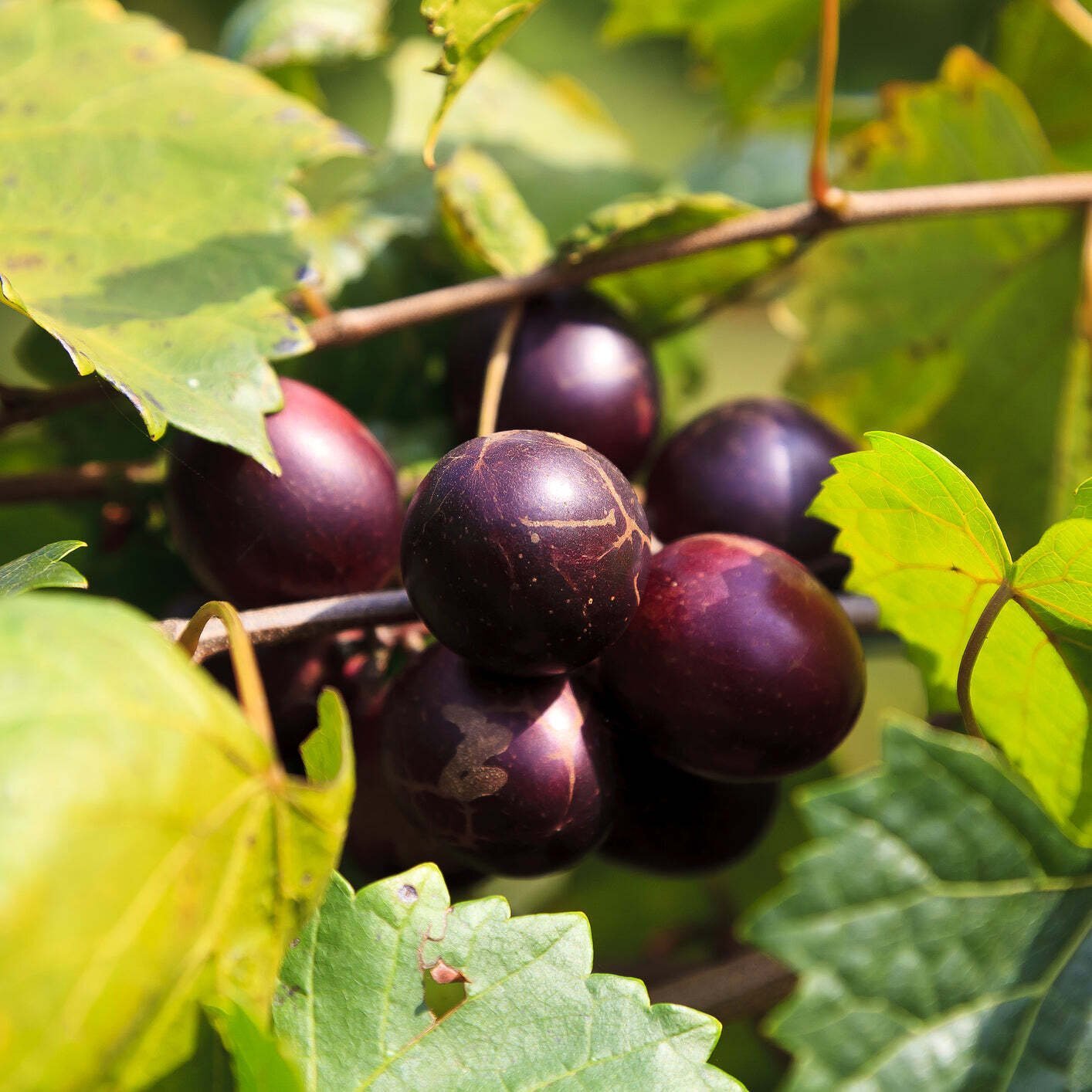 'Delicious' Muscadine Grape Vine - Vitis rotundifolia - Live Plant gallery