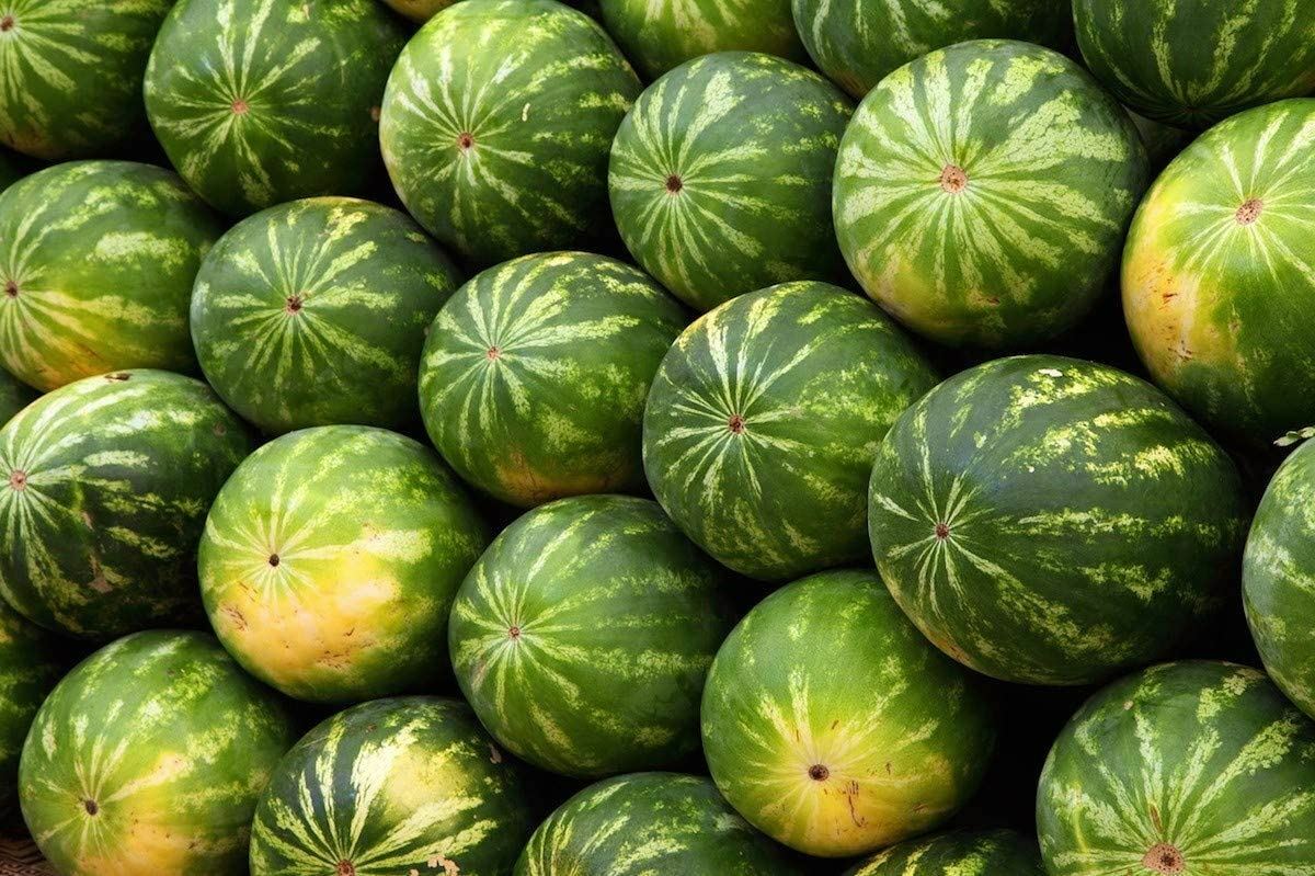Watermelon Seeds, Florida Giant Watermelon Seeds,"COOL BEANS N SPROUTS" Brand. gallery