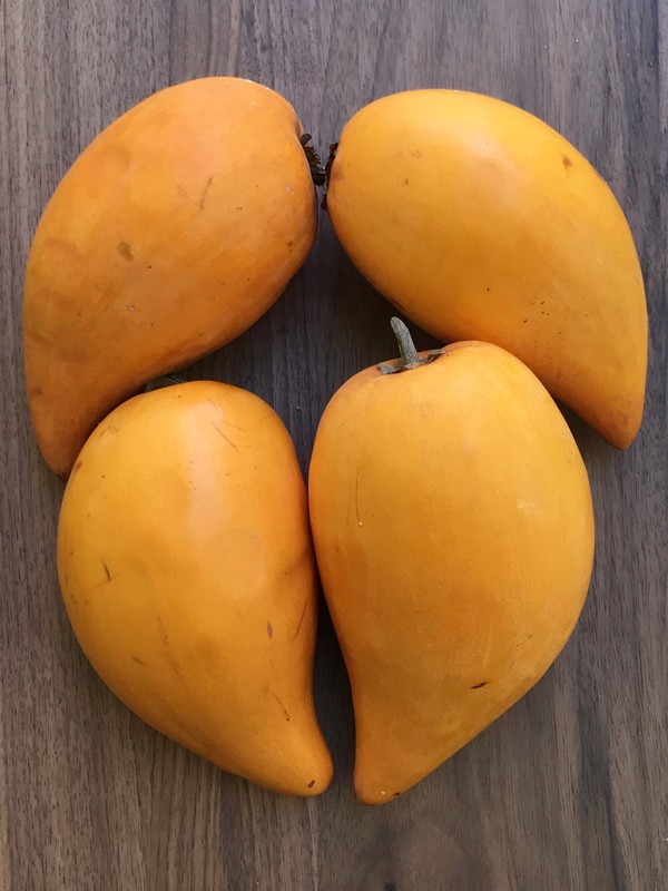 Canistel Yellow Sapote Egg Fruit Pouteria Campechiana Starter Plant Tree 7-12" gallery