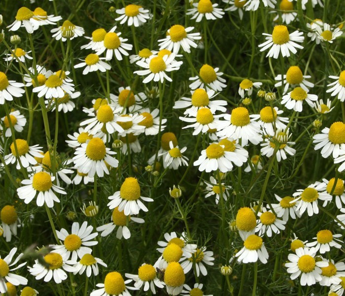 CHAMOMILE SEEDS * GERMAN VARIETY*APPLE SCENTED*TEAS & POTPOURRI'S* FLOWERING*100 gallery