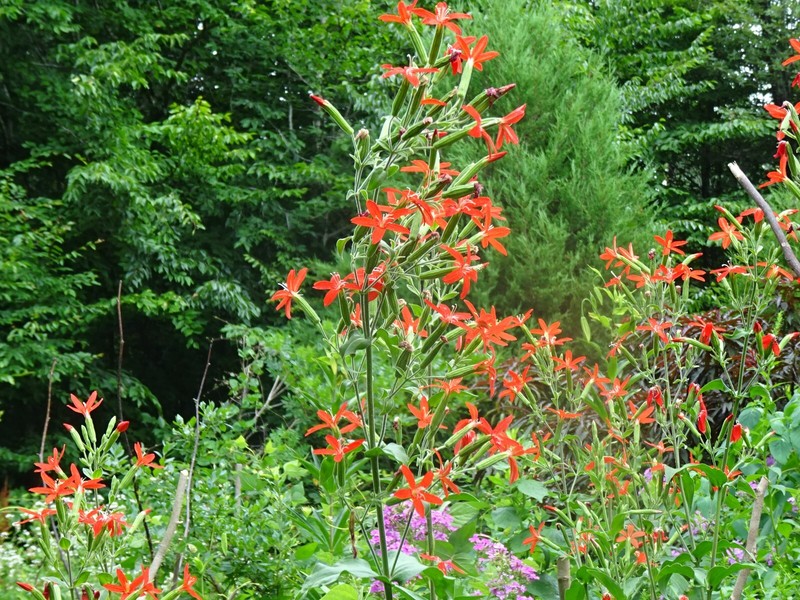 Royal catchfly Silene regia Native Perennial 20 seeds from 2024 for Hummingbirds gallery