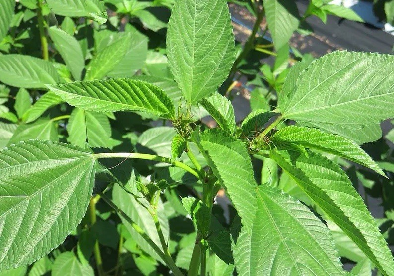 200+ Molokhia Seeds, Egyptian spinach - jute Seeds, heirloom Non-GMO USA gallery
