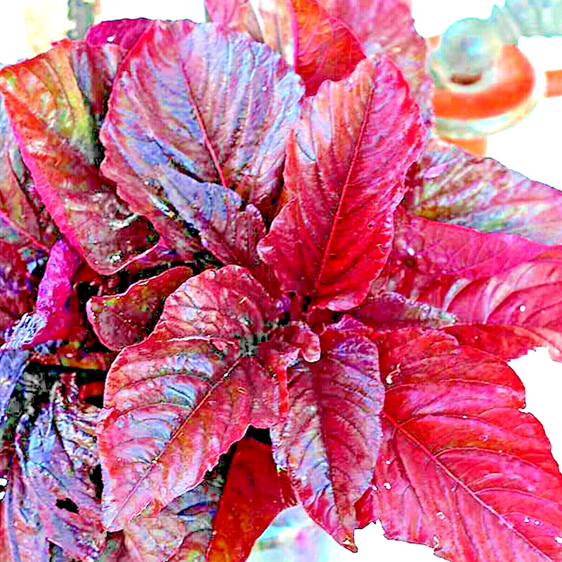 1000+ RED AMARANTH SEEDS VEGETABLE RARE GARDEN FLOWER NON-GMO HEIRLOOM HERB USA gallery