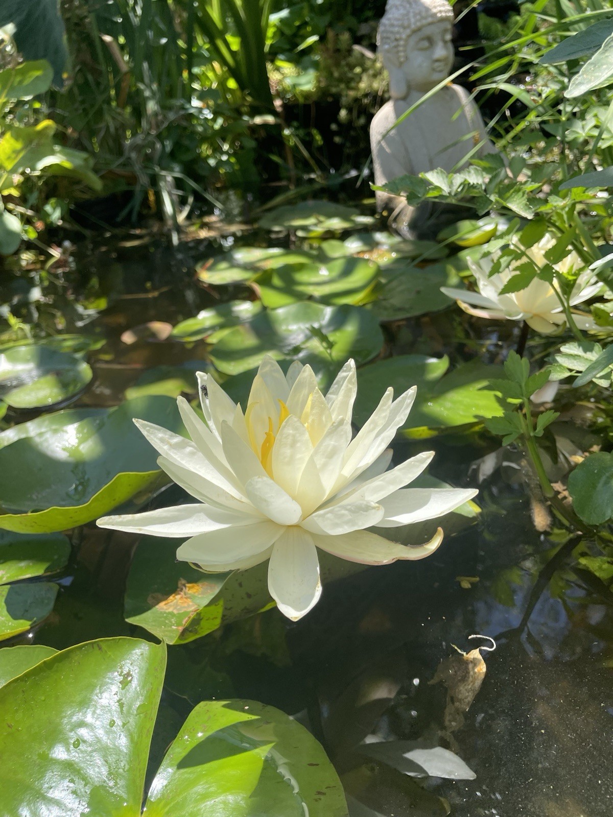 Virginia White Cold Hardy Water Lily / Mature Blooming Size gallery