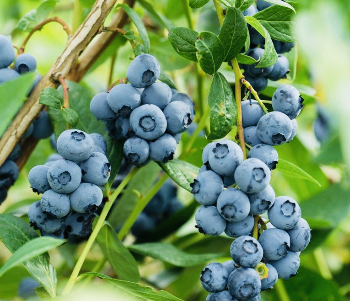 200+ SOUTHERN BLUEBERRY FRUIT SEEDS SWEET NON GMO FRESH HARVEST FREE SHIPPING gallery