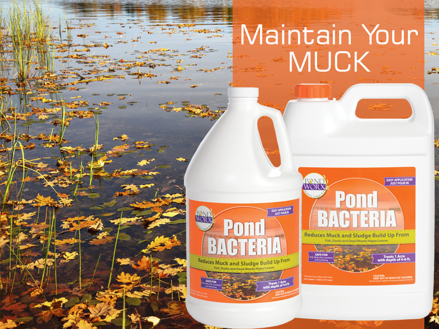 Pondworx Pond Bacteria - Formulated for Large Ponds, Water Features and Safe gallery