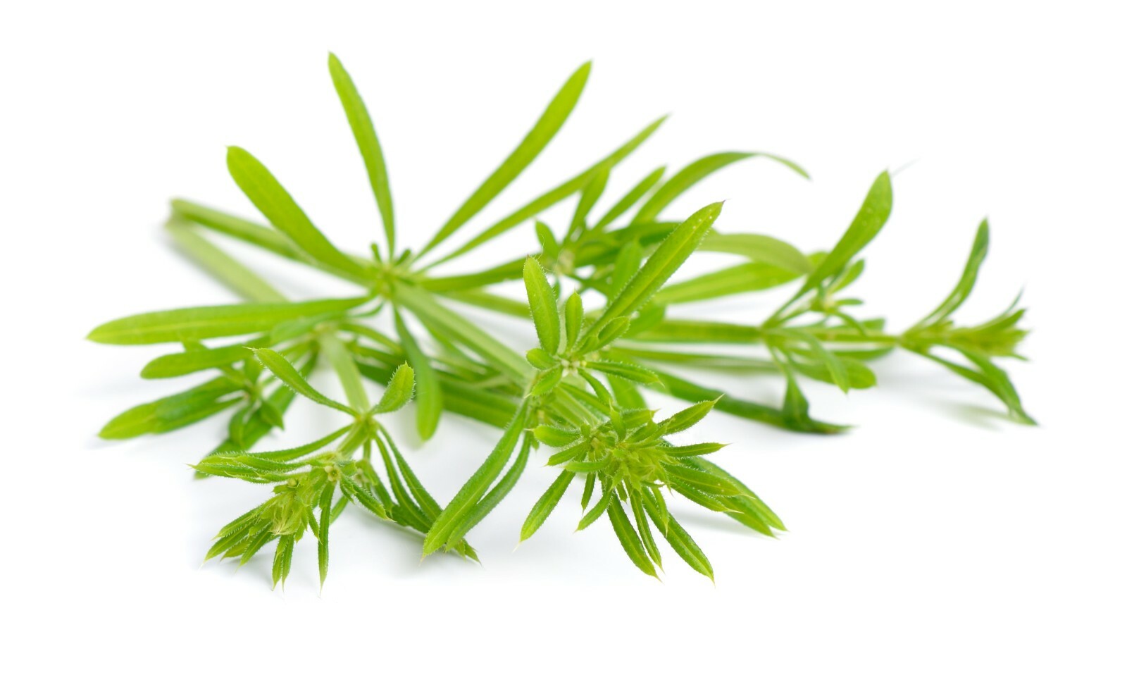Cleaver herb - Galium aparine Dried Leaf C/S from 100% Nature gallery