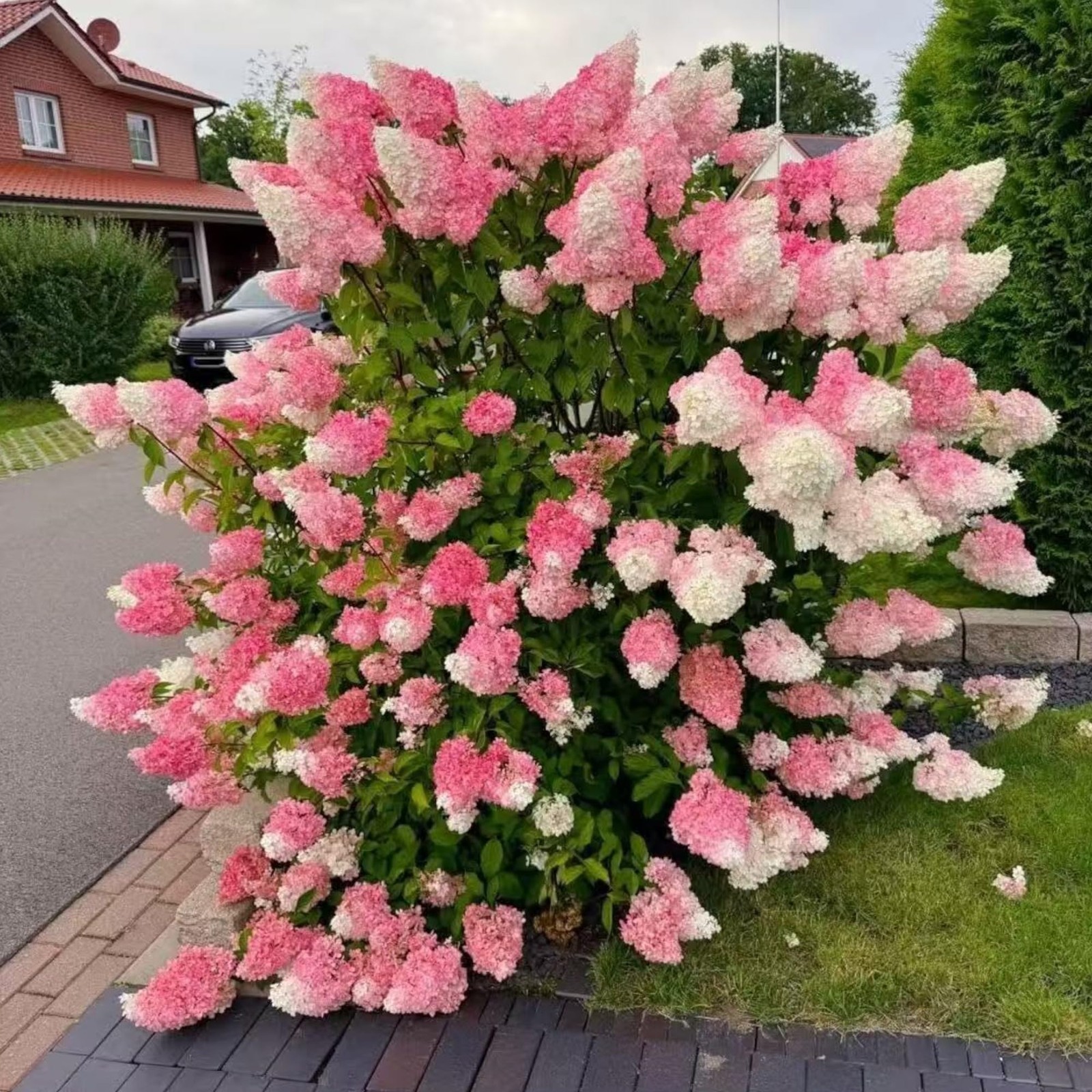 Pink and White Hydrangea Seeds Cone Bloom Variety for Garden Borders NYGardenia gallery