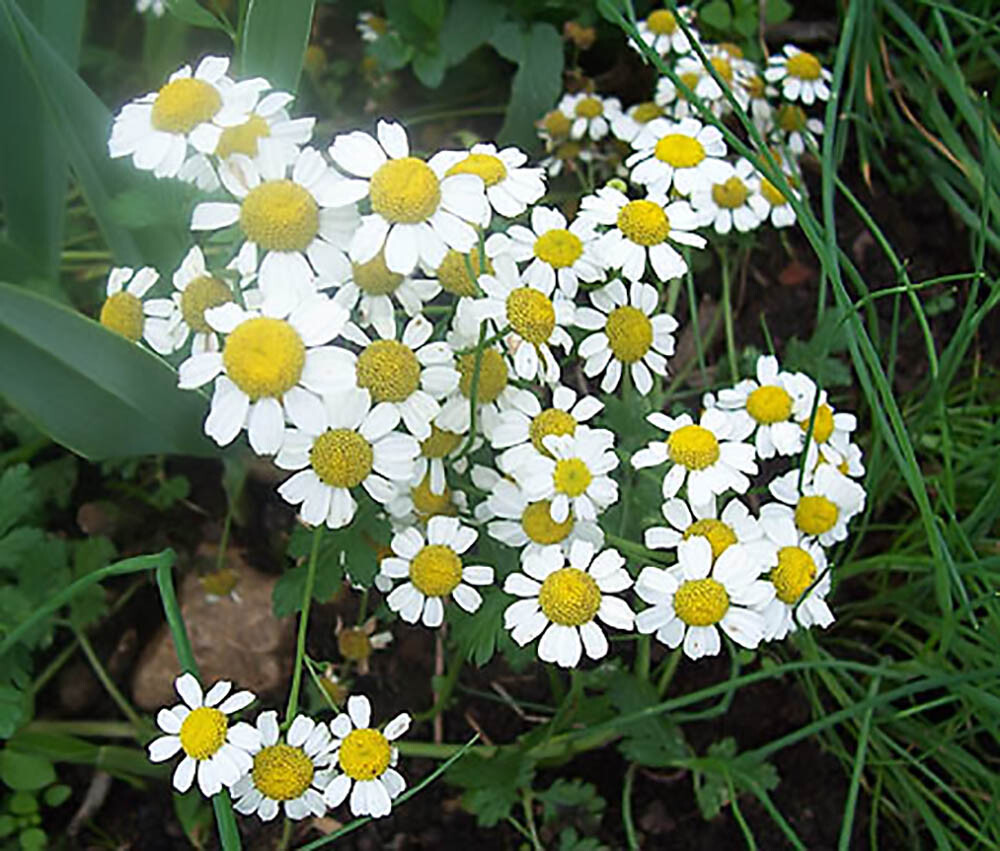 German Chamomile - Matricaria chamomile gallery