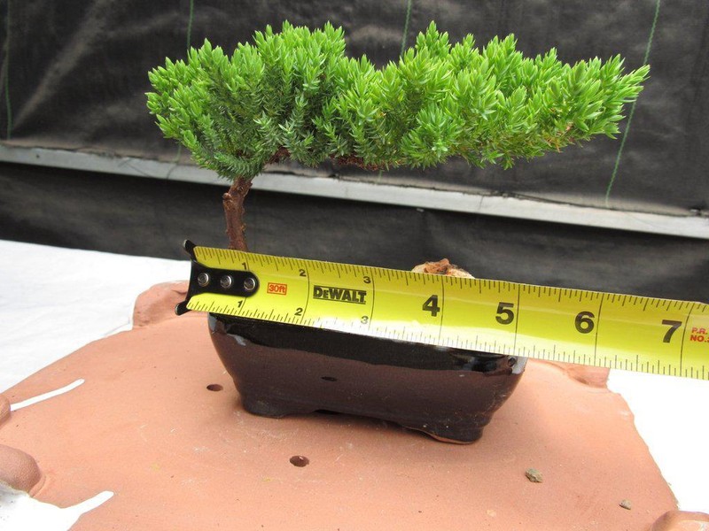 Juniper Bonsai Tree - Small gallery