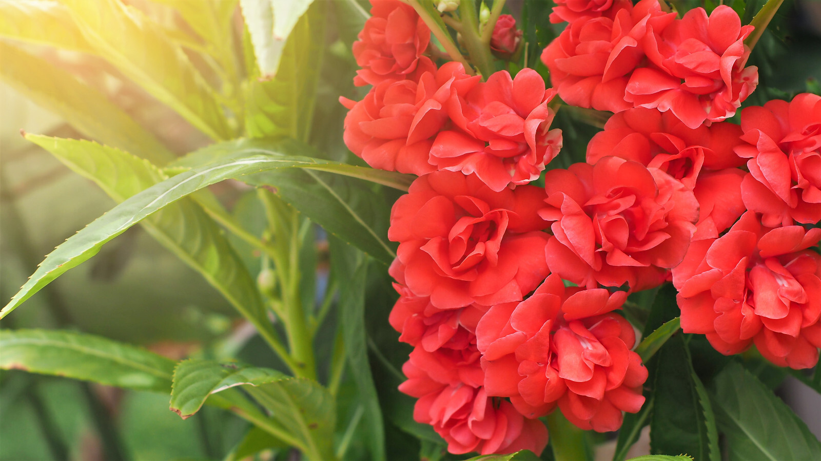 100 Mixed Dwarf TOM THUMB IMPATIENS Balsamina Sun or Shade Purple Flower Seeds gallery