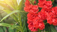 100 Mixed Dwarf TOM THUMB IMPATIENS Balsamina Sun or Shade Purple Flower Seeds