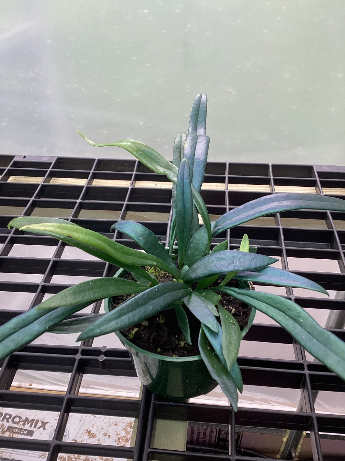 Blue Oil Fern - 4 inch pot gallery