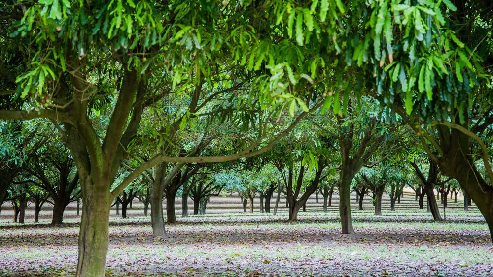 5 Macadamia Nut Tree Seeds - Macadamia integrifolia - Ships from Iowa, USA gallery
